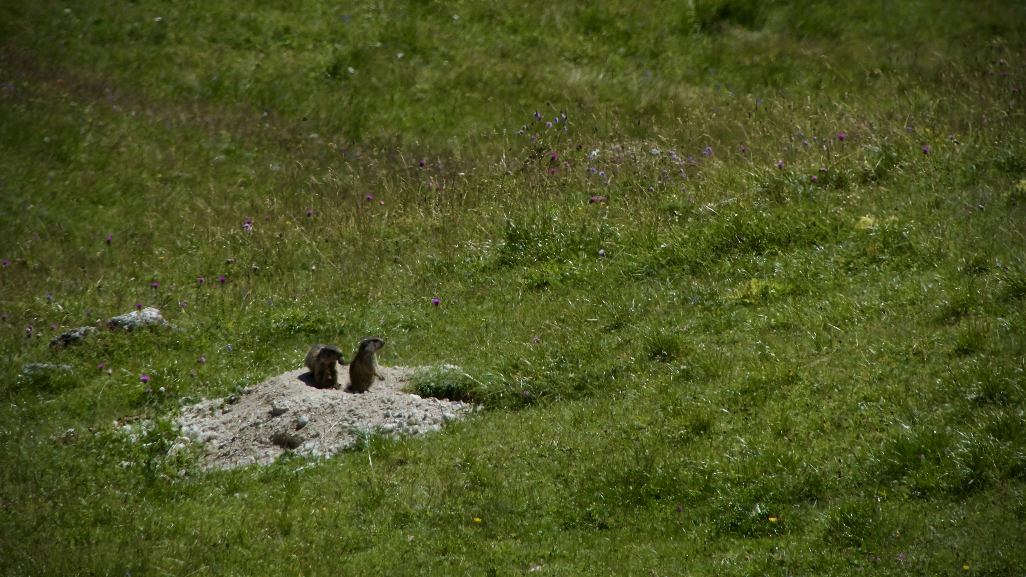 Paysage Marmottes
