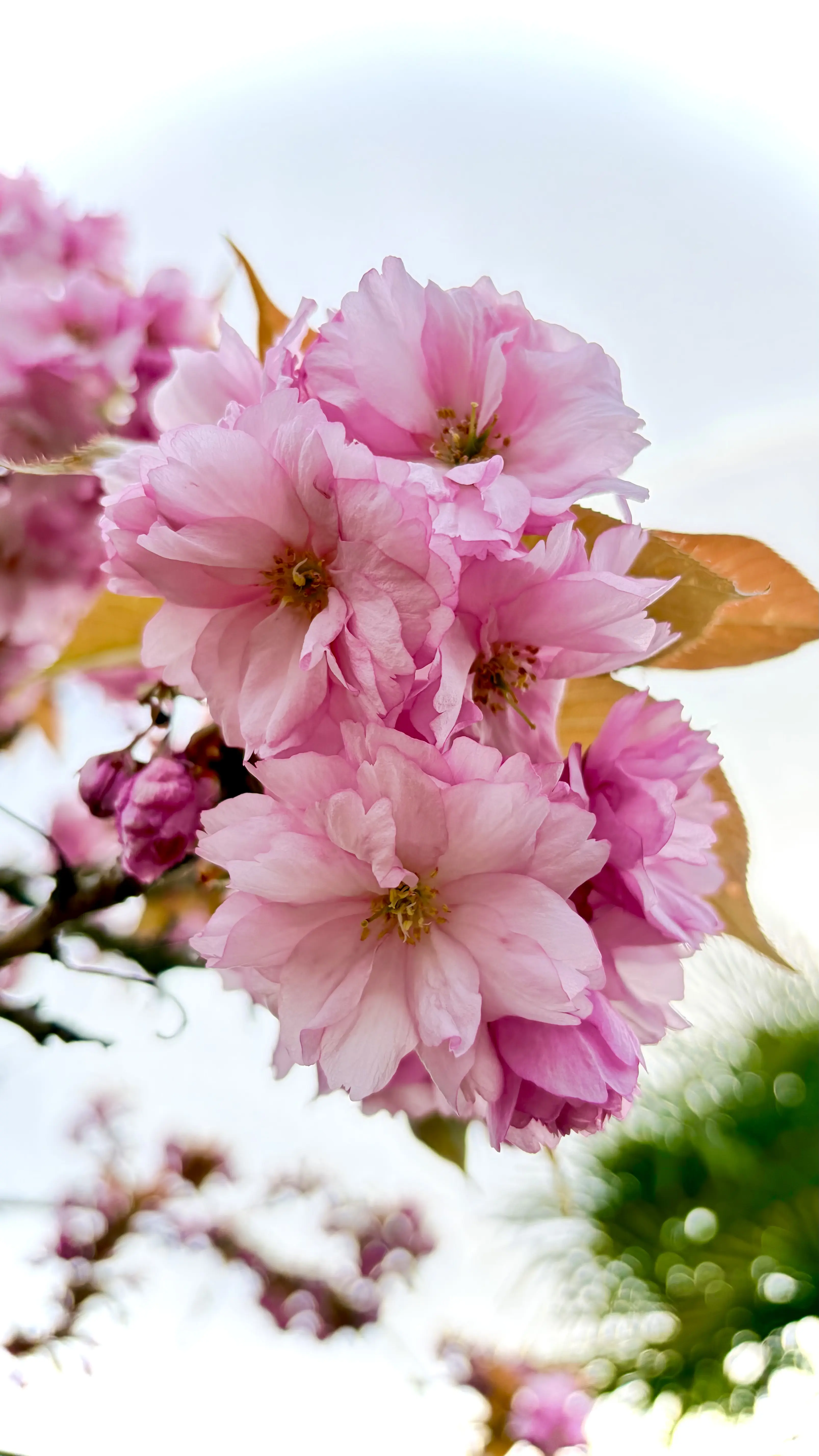 Fleurs du jardin roses